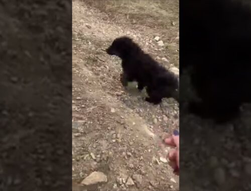 Desperate Abandoned Puppy Runs Around To Find Help !