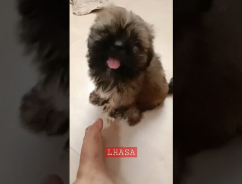 EXTREME QUALITY LHASA APSO PUPPY AVAILABLE MUMBAI #lhasaapso #puppy #pets #shots #viral #trending ❤️