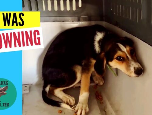 Miraculous Rescue: Stray Puppy Pulled from Drowning in a water tank - Takis Shelter