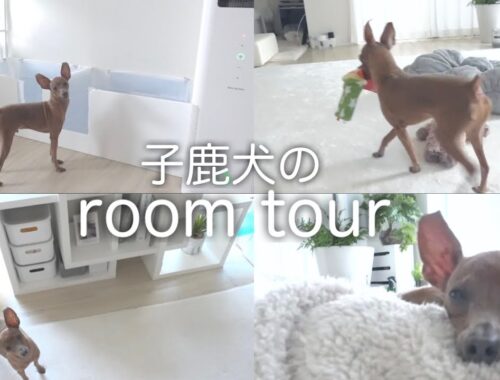 【ルームツアー】子鹿犬が暮らす真っ白でシンプルなお部屋紹介【ミニピン／元保護犬】
