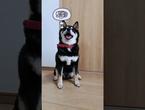 最後の表情にチュ〜モ〜ク！！#犬 #柴犬 #黒柴 #かわいい #dog #shorts