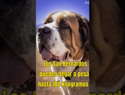 Top 3 razas de perros más grandes #dog #perros #mascotas #mexico #shorts