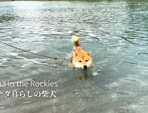 川で突然足場を失い、焦りながらも自分が泳げることを知った柴犬【4K】