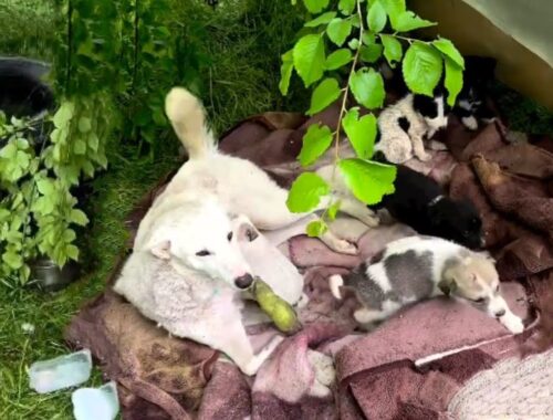 Mother Is Heartbroken When She Can't Take Care Of Her Puppies After Car Accident Left Paralyzed...