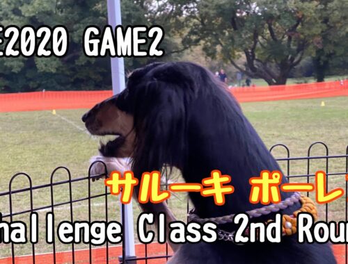 【サルーキ】ポーレン DSE GAME2 チャレンジクラス-2R 2020.11.08