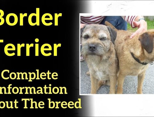 Border Terrier. Pros and Cons, Price, How to choose, Facts, Care, History