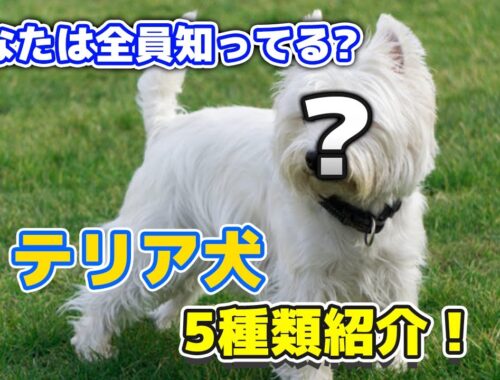 【犬】あなたは全員知っている？5種類のテリア犬ちゃんを紹介！！【テリア】