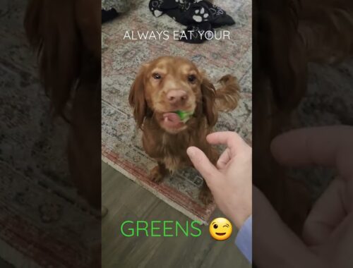 Oskie eats his Greens #fun #cockerspaniel #cute #puppy #dog #eatyourvegetables #pets  #health