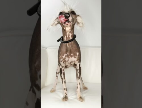 Chinese Crested Dogs Unveiled: Uncover the Secrets of this Unique and Charming Breed!