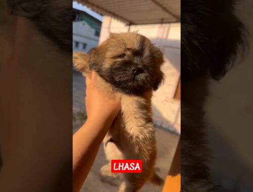 EXTREME QUALITY LHASA APSO PUPPY AVAILABLE IN Kalyan #lhasaapso #puppy #shots #sweetpuppy #dogbreed
