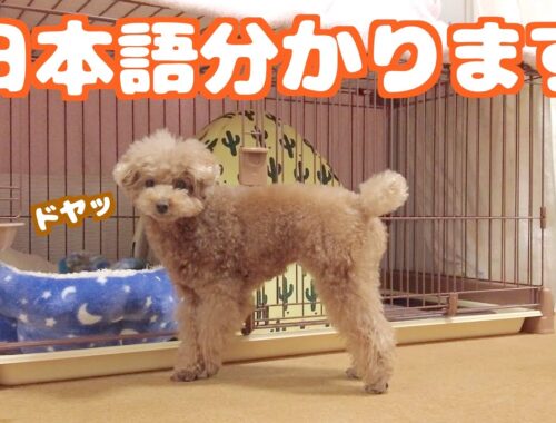 愛犬が1日でどれくらいの日本語を理解しているのか観察してみたら賢かった