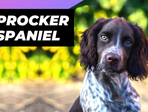 Sprocker Spaniel 🐶 One Of The Most Popular Crossbreed Dogs In The World #shorts