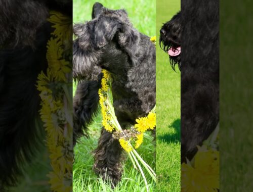 Kerry Blue Terrier: The Dazzling Beauty and Charismatic Personality Unveiled!