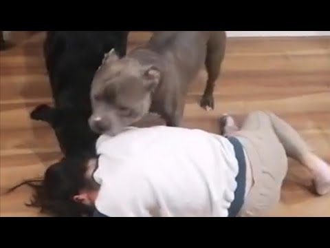 【悲劇】最強犬２匹に襲われた娘　ロットワイラー&ピットブル