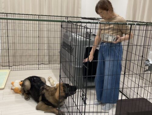 【超大型犬】　小型嫁の母リベンジ　Leonberger　レオンベルガー