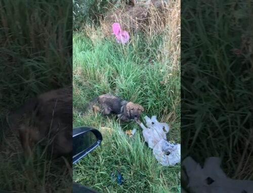 Help A Scared Puppy Who Was Abused Then Abandoned In The Field