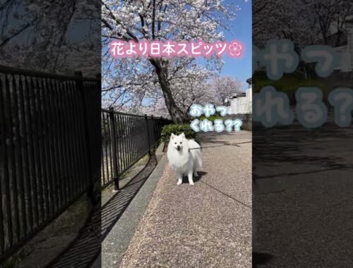 花より日本スピッツ🌸 #shorts #日本スピッツ #スピッツ #桜 #japanesespitz #犬のいる暮らし #dog #春