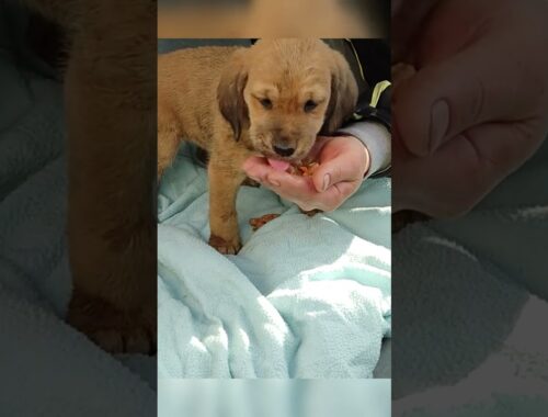 Incredible Rescue of an Abandoned Puppy #shorts