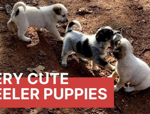 4-weeks Old Blue and Red Heeler Puppies, an Update | Cute Puppies