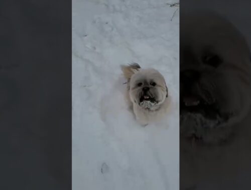 lhasa apso excited in snow