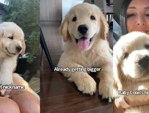 Golden Retriever Puppy's First Two Years