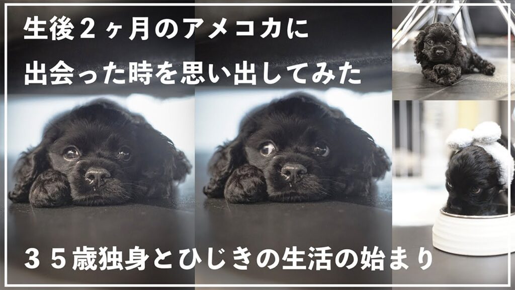 仔犬時代のアメリカンコッカースパニエルの可愛さを思い出す「アメコカひじきとの生活」 仔犬時代のアメリカンコッカースパニエルの可愛さを思い出す「アメコカひじきとの生活」