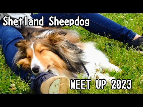 【シェルティ】マッサージが気持ち良すぎて お外で寝てしまった犬がこちらです Shetland Sheepdog MEET UP 2023 後編 Dog sleeping on the lawn