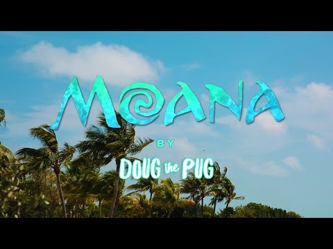 Doug The Pug - Moana