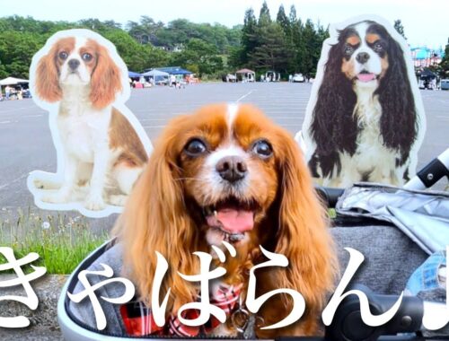 【キャバリアランド2023】全国からキャバリアが大集合する日本最大級のイベントに参加した愛犬との1日に密着🐶【VLOG】
