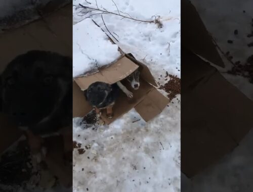 Found Two Abandoned Puppies That Were Almost Frozen In Snow !!