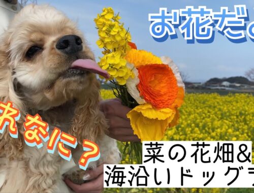 【春満喫】菜の花畑で大興奮なアメリカンコッカースパニエルの子犬