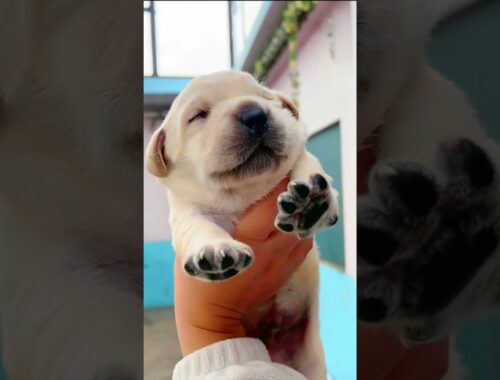 Cute, funny and adorable puppy short videos 2023 4