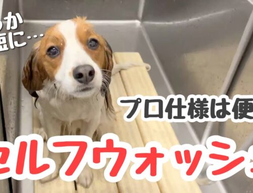 【2分まとめ】ホームセンターのセルフウォッシュで犬丸洗い【コーイケルホンディエ】【kooikerhondje】