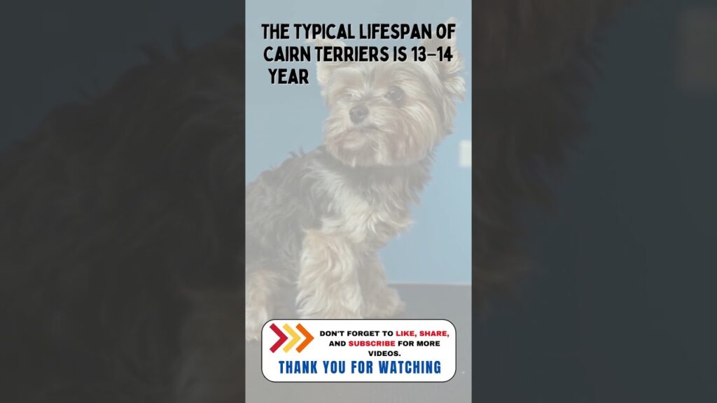 Dog Breeds with the Longest Lifespans 🐶 #shorts #dogbreeds #doghealthy #dogtips #doglifespanbybreed