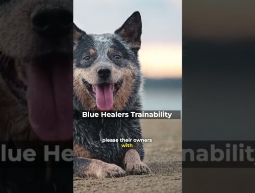 Blue Heelers Are Very Trainable Because They Are SMART #shorts