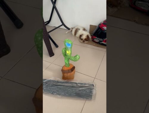 Cute Puppy Encounters Dancing Cactus || ViralHog
