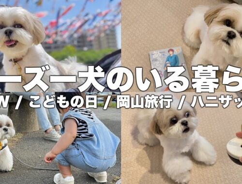 【ルーティン】もふもふ可愛いシーズー犬と家族の5日間（2023.5.1-5.5）/ Shih Tzu takes a walk everyday in May.