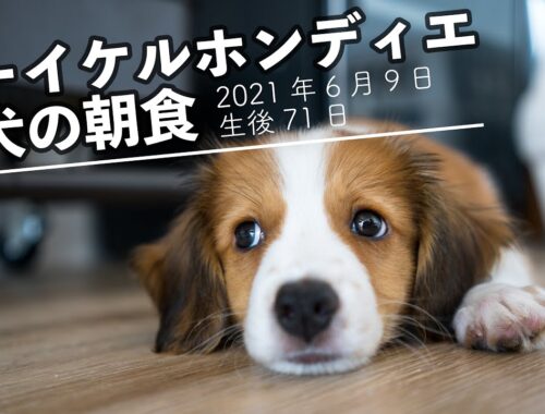 【コーイケルホンディエ】子犬の朝食（生後71日ver.）