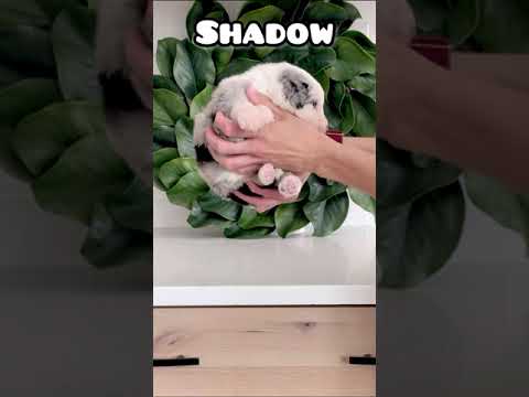 Shadow - Standard Sheepadoodles #dogsofyoutube #puppies #doodle #dogs #sheepadoodle #puppy