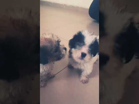 Adorable Lhasa Apso Puppies #shorts #puppy #dog #cute #doglover