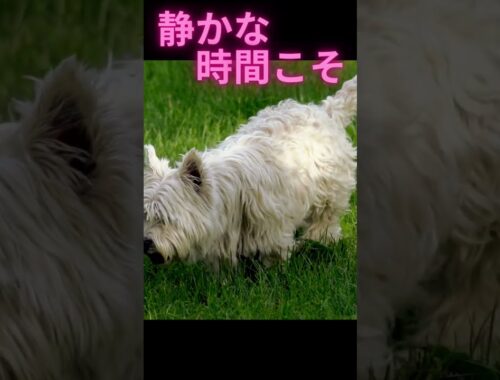 【アニメ名言】可愛い犬がスナフキンの名言で癒してくれます。part2