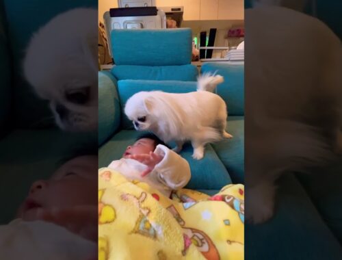 子守は大変です Dog struggling to babysit #赤ちゃん #ペキニーズ #pekingese