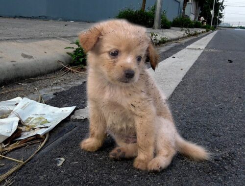 Cute puppy lost in street , he looks for food in the garbage , Get’s Adopted!