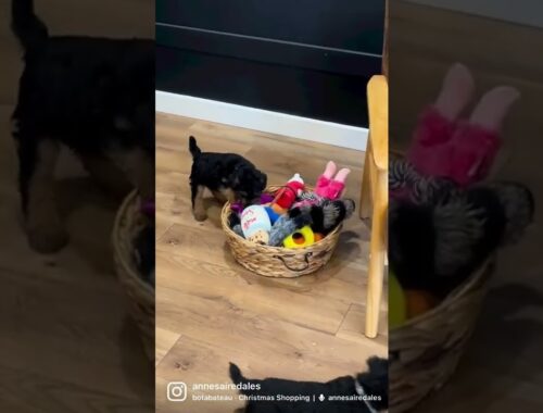 When your siblings aren’t looking and you get your pick of the toy basket!!! #dogtoys #welshterrier