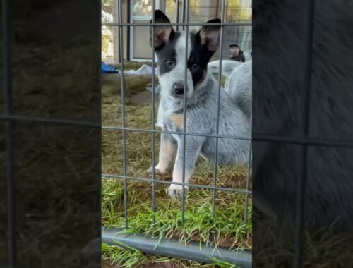 BLUE HEELER PUP- Australian Cattle Dog pups playing in the pool