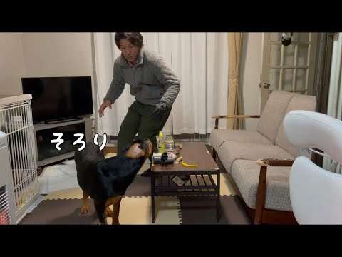 【大型犬と室内での遊び方】ロットワイラー