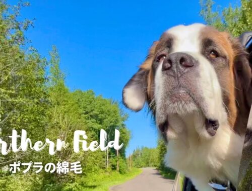 【超大型犬 3頭とカナダで田舎暮らし・海外生活・犬Vlog】ポプラの綿毛