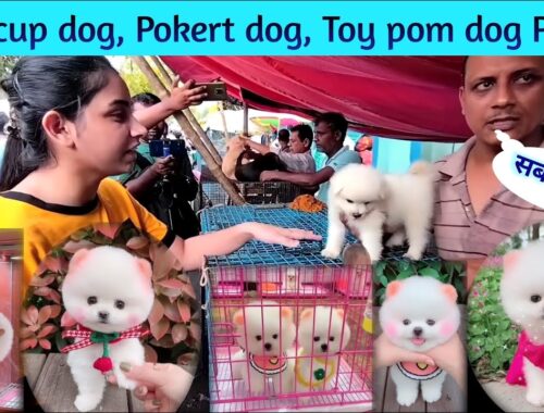 Pomeranian dog price in India | Teacup dog price in India | Pokert dog price in India | Cheapest Dog