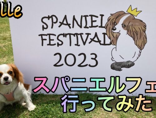 【ドッグフェス】スパニエルフェスティバル2023【字幕ON】│キャバリア ベル Belle