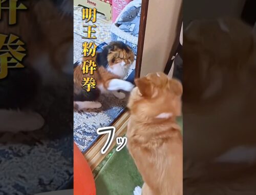 【犬猫アテレコ】猫パンチを避けるコーギー